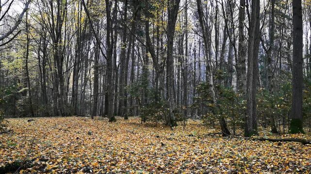 Yellow Leaves Cover the Ground in an Autumn Woodland