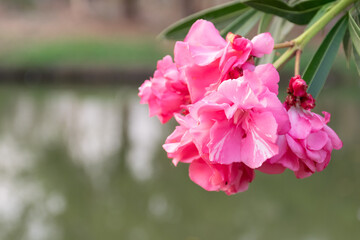 Clusters of pink flowers ruffled petals hang from green stems beside pond soft reflected water blurred foliage behind them creating vivid close view of ornamental blooms © NongEngEng