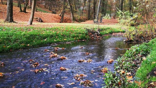Autumn Leaves Float down a Stream beside Green Grass