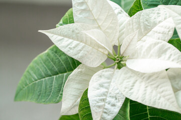 poinsettia background for holiday greetings,florist advertising, winter wedding stationery,festive banners and Christmas promotions.Euphorbia pulcherrima  © Yuliya