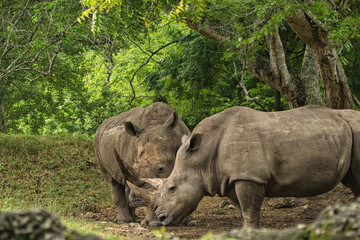 Two White Rhinoceros Interacting Outdoors in Lush Green Forest Surroundings © Xavier Rodríguez
