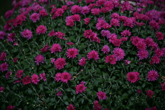 Mum Blooms