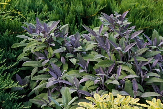Sage (Salvia) in the garden
