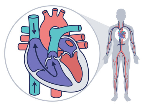 Medical vector illustration of human heart anatomy and cardiovascular circulation system. EPS Editable. Vector Illustrations.