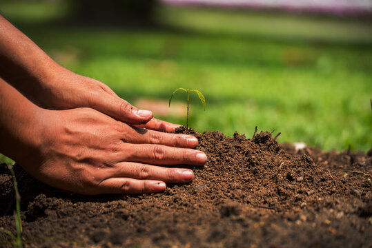 Sustainable Green Business responsibility. Farmer hands holding growth small tree life beginnings. Hand holding sapling tree seedling sustainable green environment social governance ESG concepts.