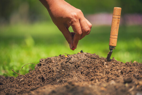 Sustainable Green Business responsibility. Farmer hands holding growth small tree life beginnings. Hand holding sapling tree seedling sustainable green environment social governance ESG concepts.