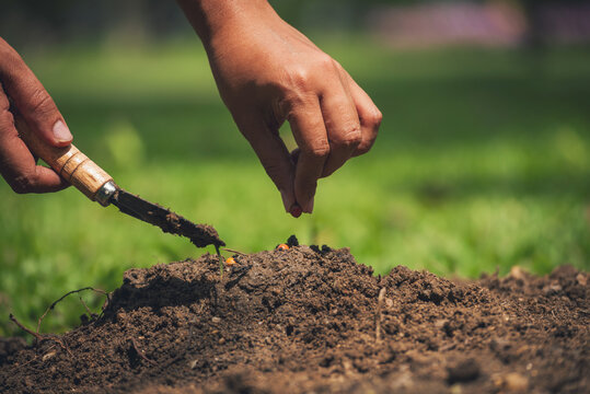 Hand holding sapling tree seedling sustainable green environment social governance ESG concepts. Farmer hands holding growth small tree life beginnings. Sustainable Green Business responsibility.