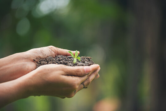 Hand holding sapling tree seedling sustainable green environment social governance ESG concepts. Farmer hands holding growth small sprout tree life. Sustainable Green Business responsibility.