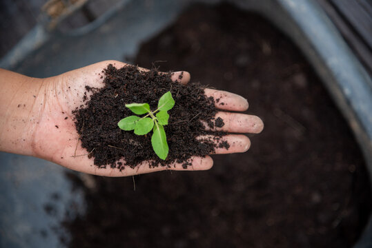 Farmer hands holding growth small tree life beginnings. Hand holding sapling tree seedling sustainable green environment social governance ESG concepts. . Sustainable Green Business responsibility