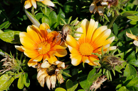 gazania flowers in the garden
