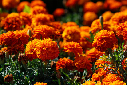 orange marigolds in the garden
