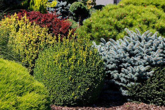 decorative bushes in the garden
