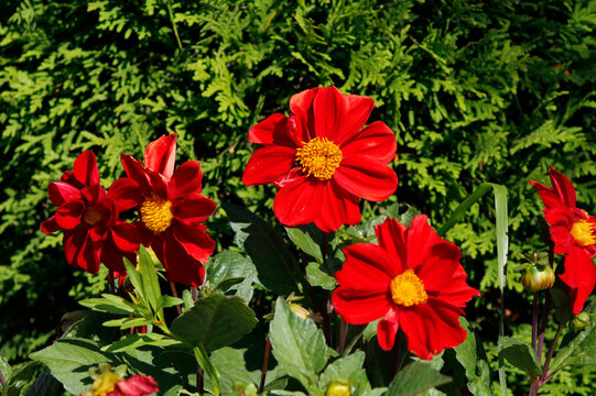 red dahlias in the garden
