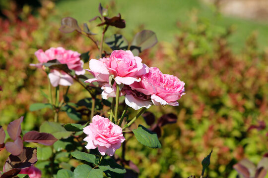 soft pink roses in the garden

