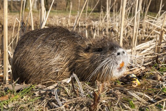 Beaver rat, coypu, myocastor coypus, rodents, nutria, rodentia, swamp beaver, mammals, rodents, mammals