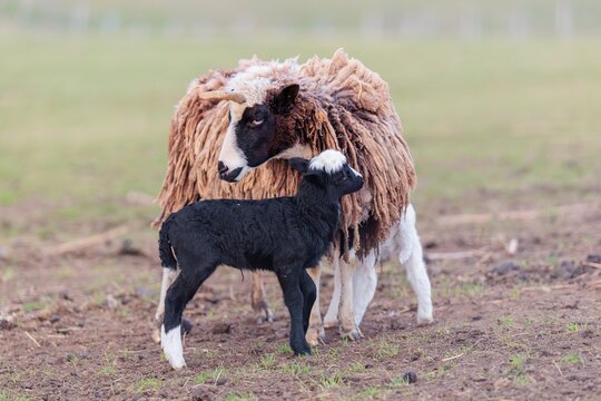 A female Jacob sheep (Ovis ammon F. aries) is nursing her two lambs in a meadow. Austria