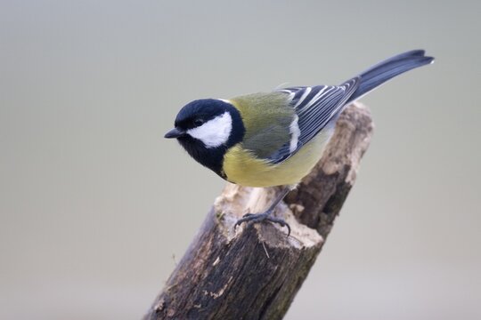 Great Tit (Parus major)