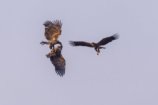 Young white-tailed eagles (Haliaeetus albicilla) fighting for prey in flight, winter, Kutno, Poland