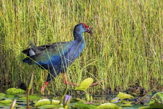 Emerald Grouse (Porphyrio madagascariensis), on the shore, Mabamba Swamp, Lake Victoria, Uganda
