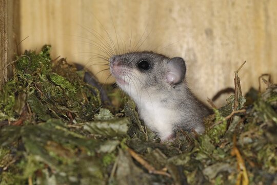 Edible dormouse (Glis glis) in a nesting box as a summer roost, animal portrait, Siegerland, North Rhine-Westphalia, Germany