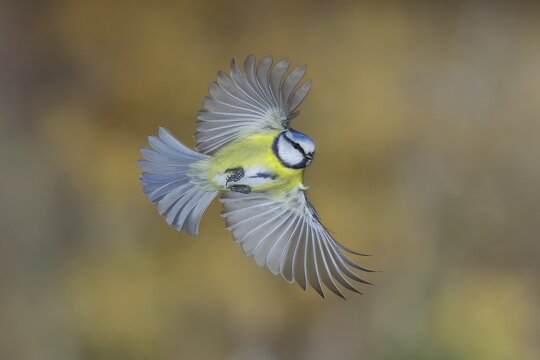Blue Tit (Parus caeruleus) in flight with spread wings, flight photo, Wilden, North Rhine-Westphalia, Germany