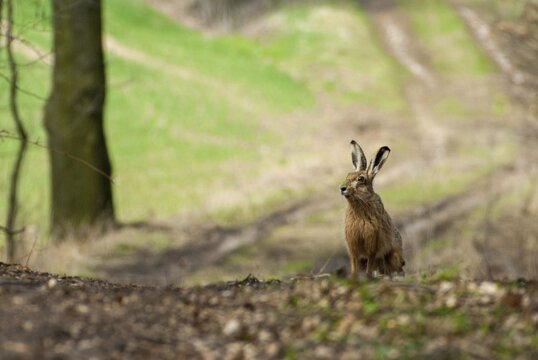 European hare, hares, hares, lagomorpha, lepus europaeus, bunny, spring, hare, mammals, jump, mammals