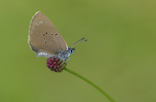 Ant blue, dark meadowbutton ant blue, dusky large blue, glaucopsyche nausithous, maculinea nausithous, phengaris nausithous, black blue meadowbutton ant blue, meadow button ant blue, butterfly, insects, butterfly, butterflies, insects, butterflies, butterflies, butterflies