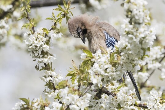 Eurasian jay (Garrulus glandarius) sitting in flowering cherry tree, Hesse, Germany