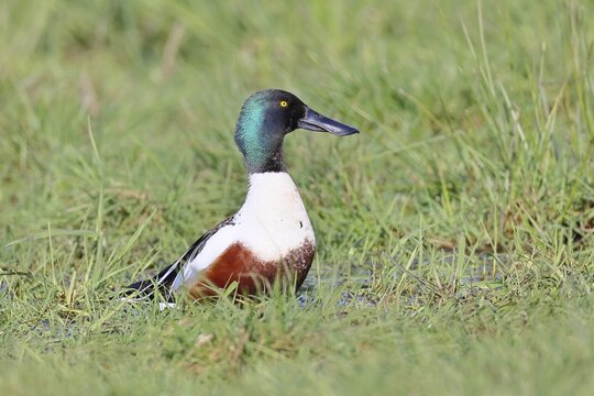 Shoveler (Spatula clypeata) in a wet meadow, spring, wildlife, bird, dabbling duck, H&uuml;de, Ochsenmoor, Lake D&uuml;mmer, H&uuml;de, Lower Saxony, Germany
