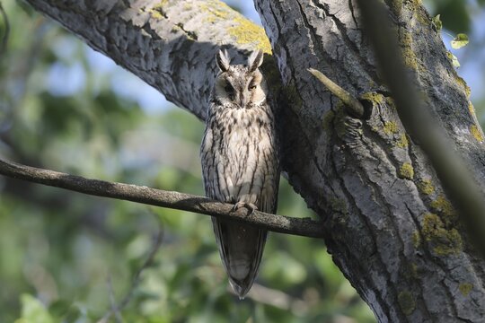 Long-eared owl (Asio otus), sitting on a branch in a tree, Burgenland, Austria