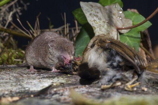 Crocidura russula, Erithacus rubecula, greater white-toothed shrew, house shrew, insectivora, insectivora, insectivora, robin, robin, birds, dead, adolescent, ingestion, juvenile, mammals, feeding, passeri, songbirds, shrew, mammals, dead, birds