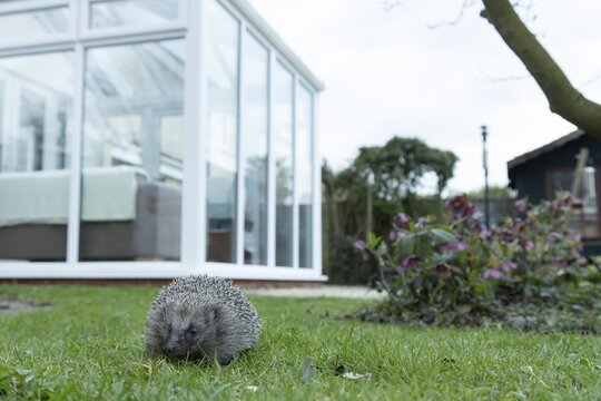 European hedgehog (Erinaceus europaeus) adult animal on a garden grass lawn with a house in the background in spring, England, United Kingdom
