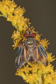 Tachinid Fly (Phasia Hemiptera) on Canadian Goldenrod (Solidago canadensis), Untergroeningen, Baden-Wuerttemberg, Germany, Europe