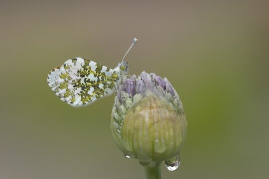 Orange tip (Anthocharis cardamines) butterfly resting on a garden Allium flower head in the springtime, Suffolk, England, United Kingdom