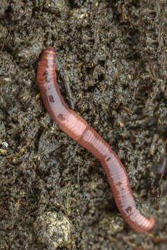 Annelida, clitellata, earthworm, shingles, lumbricidae, oligochaeta, annelids, low bristle, high size, portrait, earthworm