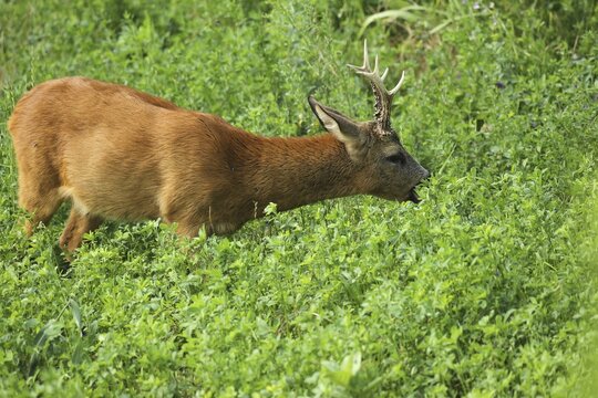 European roe deer (Capreolus capreolus) buck feeding in alfalfa (Medicago sativa) South Hungary, Hungary
