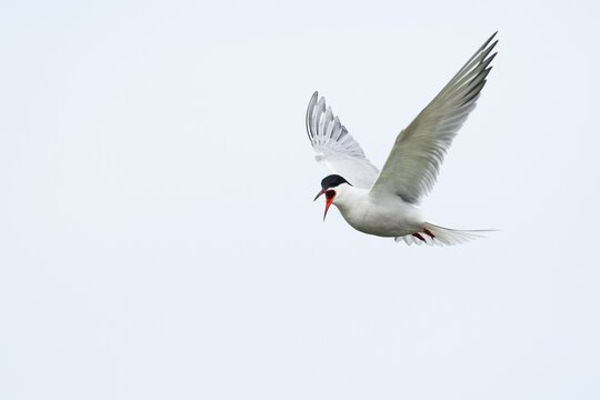 Common tern (Sterna hirundo), calling in flight, Texel, North Holland, Netherlands