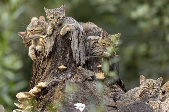 Group of cats on a tree trunk, a cat looks curiously into the nature of the forest, wildcat (Felis silvestris), kitten, Germany