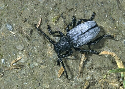 Dorcadion fuliginator, variable trestle, longhorn beetle, insects, beetles