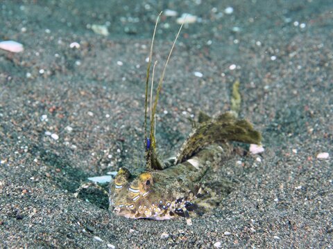 A well camouflaged fish with long appendages, finger lyrefish, giant lyrefish (Dactylopus dactylopus), lyrefish, in the sand, dive site Puri Jati, Umeanyar, Bali, Indonesia