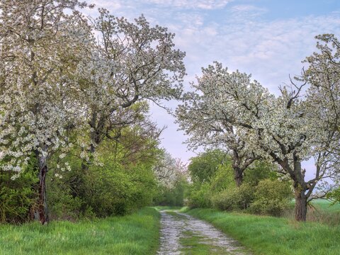 Field landscape in spring, blooming cherry trees on a dirt road through green fields, near Freyburg, Saxony-Anhalt, Germany