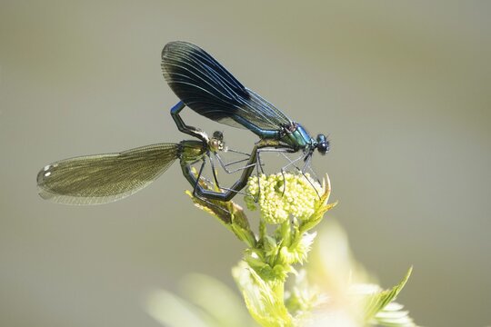 Banded demoiselles (calopteryx splendens) mating wheel, Hesse, Germany