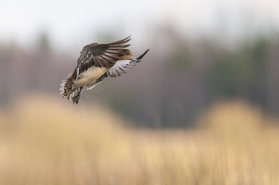 Eurasian wigeon (Anas penelope) in flight, Lembruch, Lower Saxony, Germany