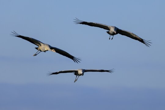 Three cranes flying at different heights in the clear sky, Crane (Grus grus) wildlife, Western Pomerania Lagoon National Park, Zingst, Mecklenburg-Western Pomerania, Germany