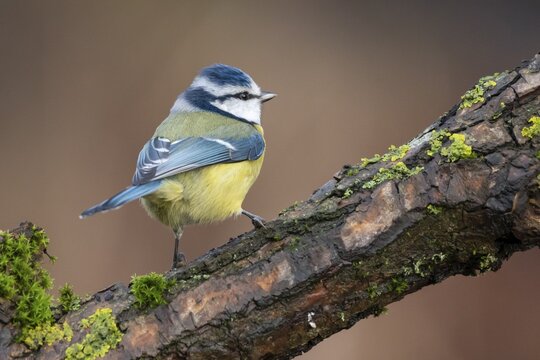 Blue tit (Cyanistes caeruleus), sitting on a branch, Germany