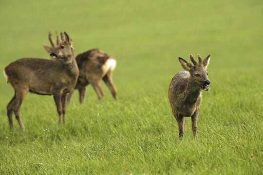 European roe deer (Capreolus capreolus) doe, old, swept buck and fawn in winter coat, short velvet horns and injury to the right eye in the meadow, Allg&auml;u, Bavaria, Germany