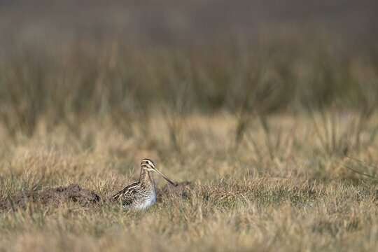Common Snipe (Gallinago gallinago) in a wet meadow, Lake D&uuml;mmer, H&uuml;de, Lower Saxony, Germany