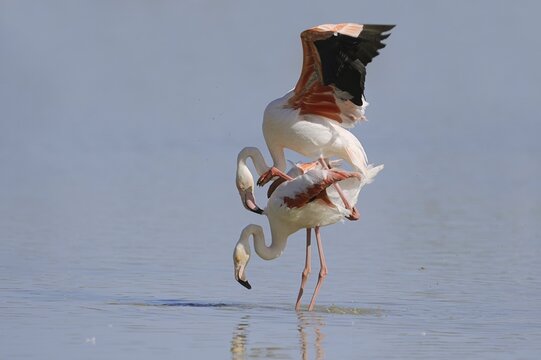 Greater flamingo (Phoenicopterus roseus), pair copulating, Camargue, Provence, southern France