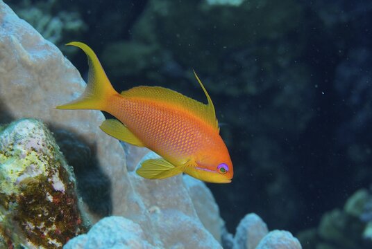Female sea goldie (Pseudanthias squamipinnis), Dive Site House Reef, Mangrove Bay, El Quesir, Red Sea, Egypt