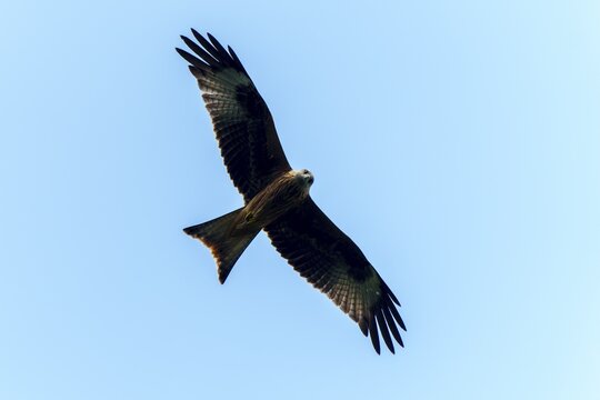 Red Kite (Milvus milvus), wildlife, Germany, bird of prey in flight against a blue sky with outstretched wings
